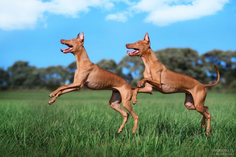 Вместе весело шагатьphoto preview