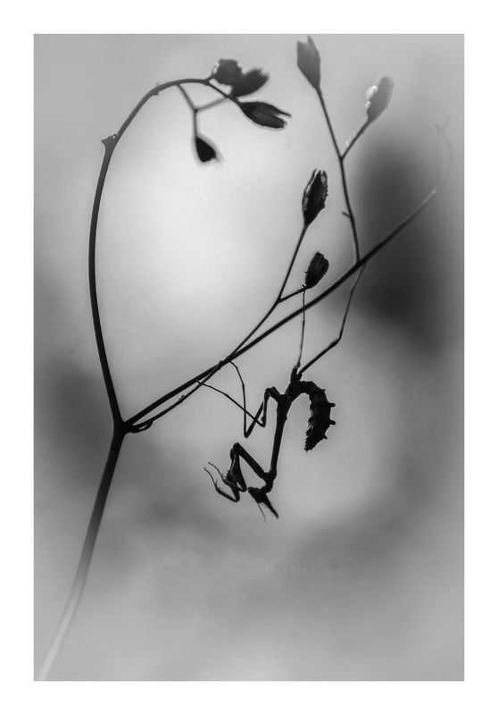 macro insects empusa  Sombra de ninfaphoto preview