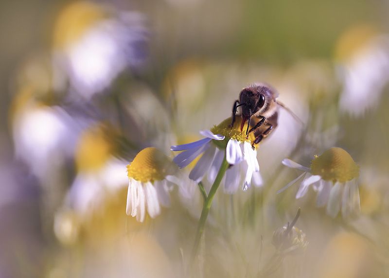 Лето,поле,цветы,насекомые Ромашковое изобилие.photo preview