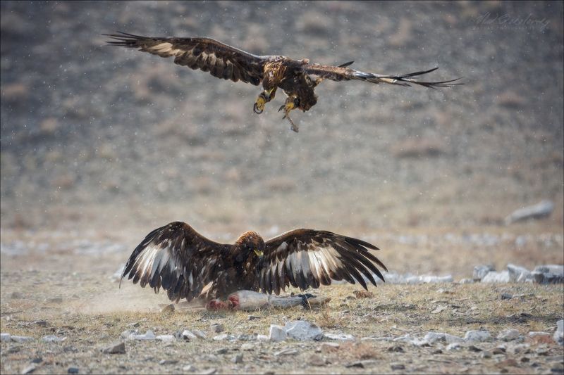 монголия, фестиваль охотников с беркутами, западная монголия, altai eagle festival, азия, golden eagle festival, охотники с беркутами, осень, golden eagle, mongolia, asia, фототур в монголию, фототур на алтай, фототуры по россии, фототур в монголию в 2019 Драку заказывали?!photo preview