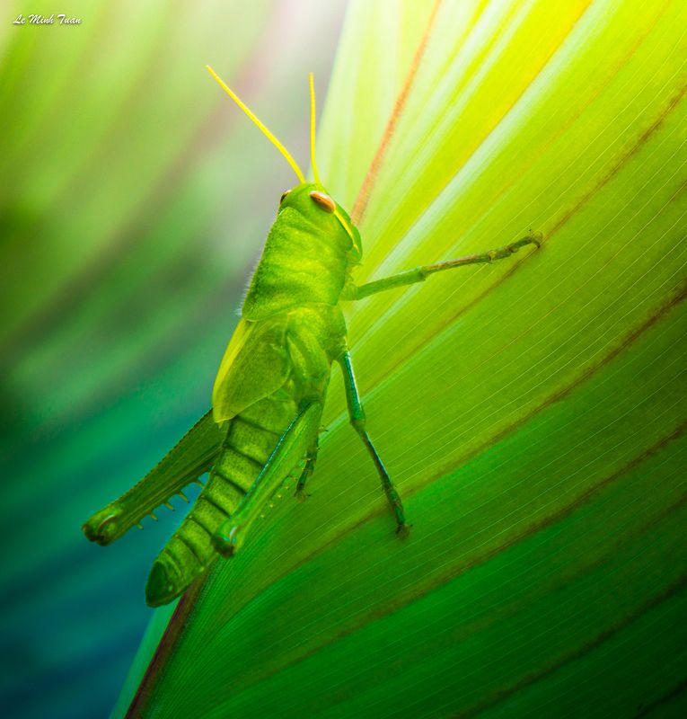 grasshopper Grasshopperphoto preview
