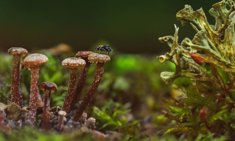макро, природа, растения, мох, лишайник, грибы, насекомые, паук, скакун, macro, nature, plants, moss, lichen, mushrooms, insects, spider, steed, юный грибочколазphoto preview