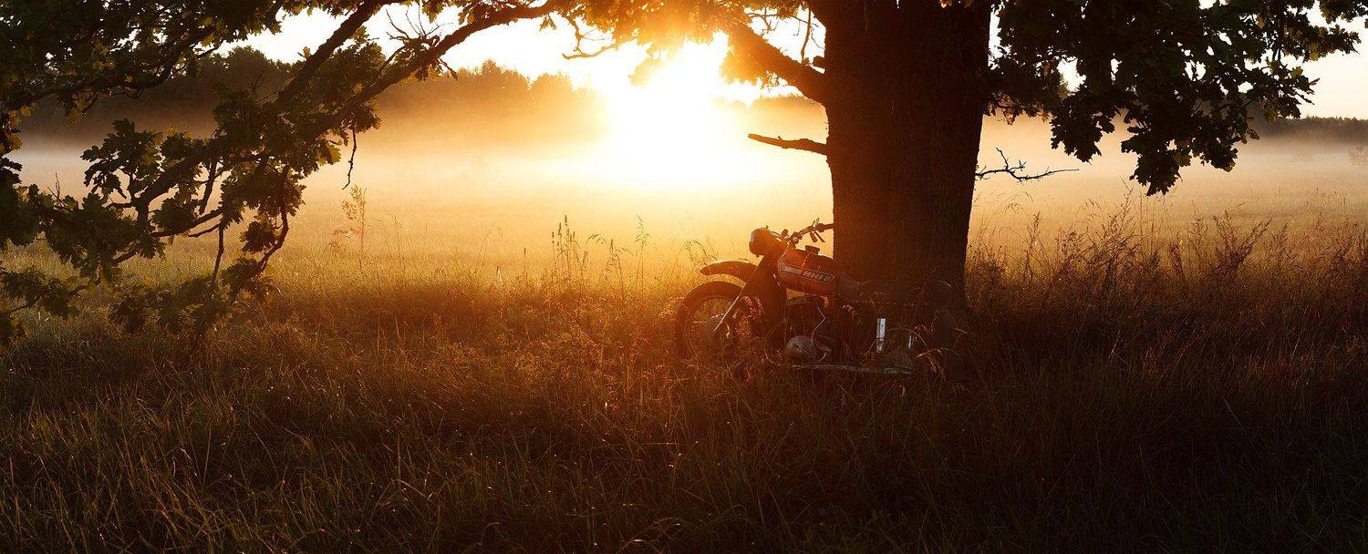 утро, туман, дуб, иж, брянск, алексей платонов, пейзаж,old grandfather izh, Платонов Алексей