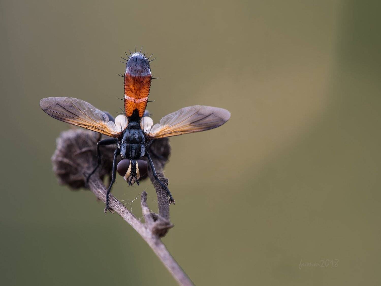 СВЕТ ЖИВОЙ ДУШИ. Автор: Игорь ФУММ , Игорь ФУММ