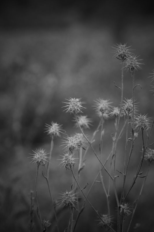 Plantas, natura, b&w,  Plantasphoto preview