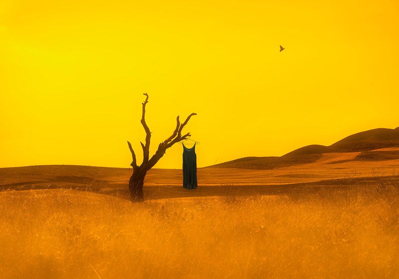 Reza Lashgariphoto preview