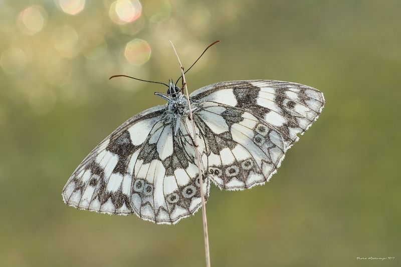 macro nature butterfly Pole Dancephoto preview