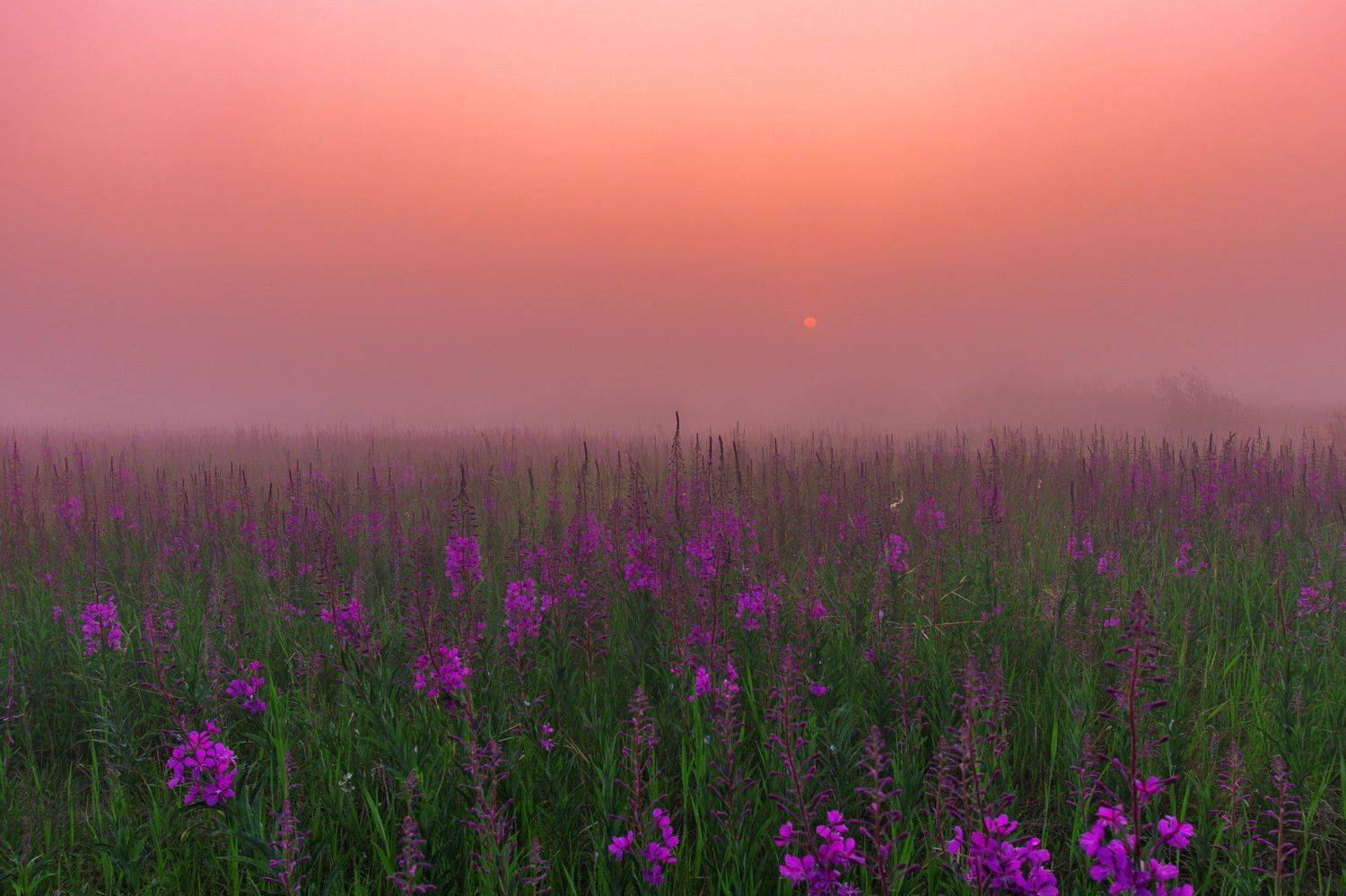 "в утреннем тумане". Автор: Настя Братка ямал ,природа ,рассвет, туман , салехард , янао , пейзаж, Настя Братка