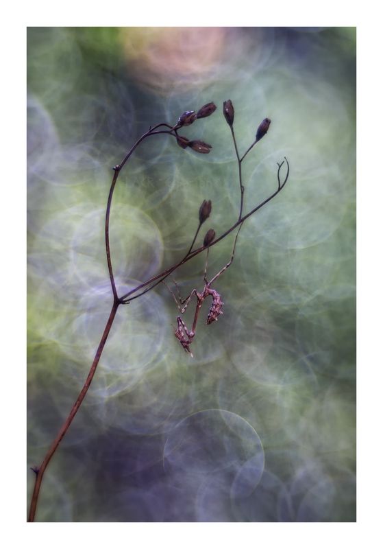 macro insects arthropods  Empusa mágicaphoto preview