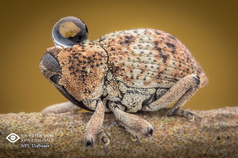 #Beetle  #npl #nature Sleepy Beetle with Water drop photo preview