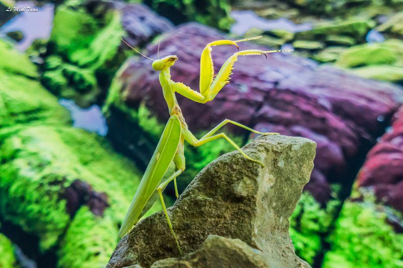 mantis Top of the worldphoto preview