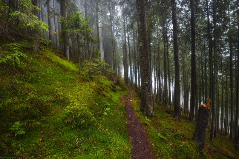 По тропинкеphoto preview