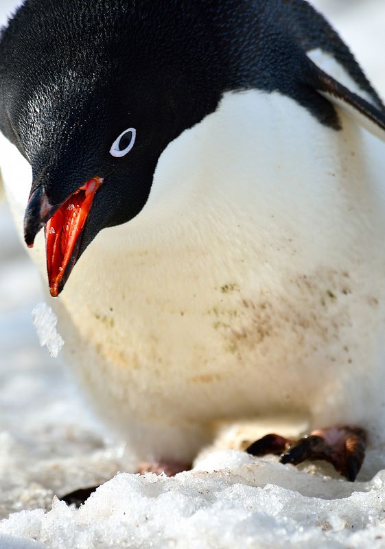 антарктида,пингвины, генту, льды, путешествия, природа С дорогиphoto preview