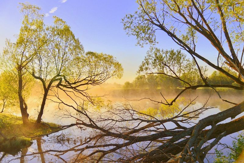 пейзаж, лето, деревья, туман, ветви, май, у воды, отражения, river, fog, morning, dawn Утро красит нежным светом. фото превью