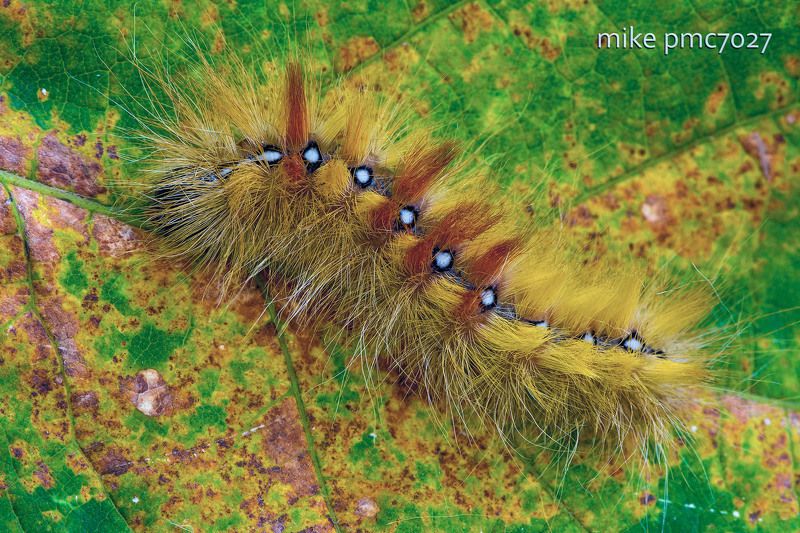 Гусеница стрельчатки кленовой Acronicta acerisphoto preview