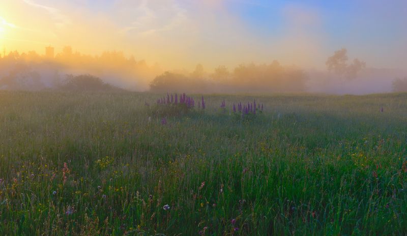туман,  лето, капельки, роса, пейзаж, раннее утро, fog, morning, dawn, dew, droplets, landscape, summer, seasons летнее утро фото превью