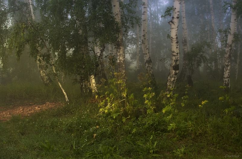 пейзаж,туман,утро,краски,август ***photo preview