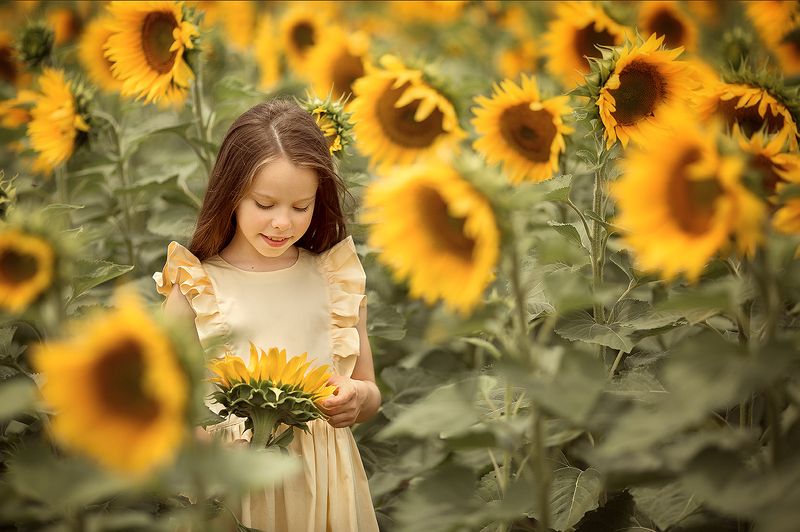 подсолнухи девочка портрет Много солнцаphoto preview
