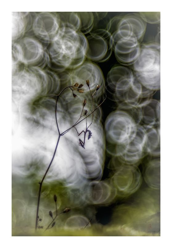 macro insects arthropod Empusa diabólicaphoto preview