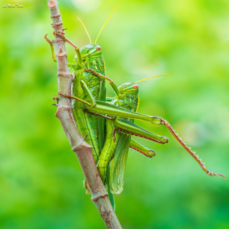 grasshoppers Matingphoto preview