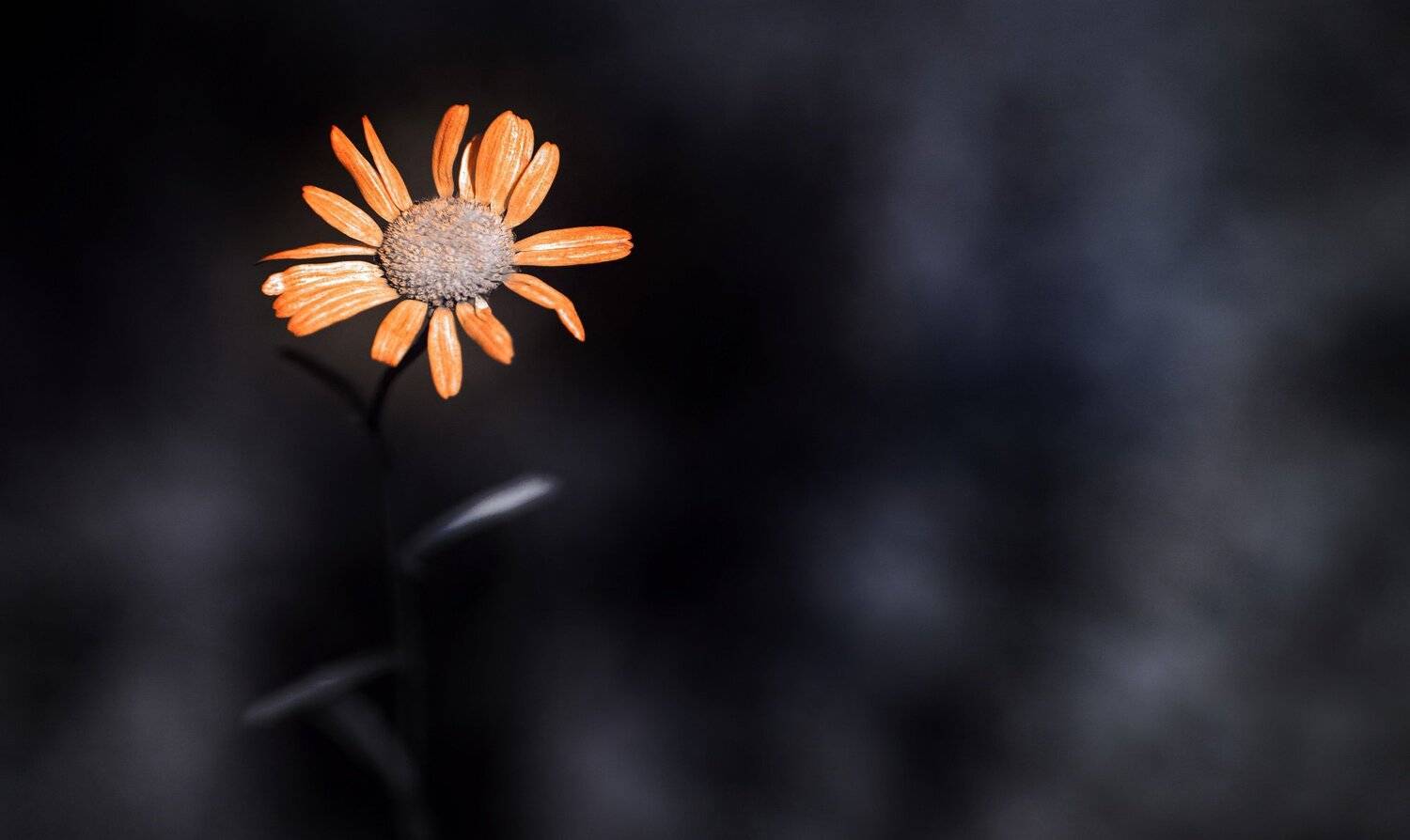 В инфракрасном свете 2.. Автор: Sixten ( Сергей ) infrared,ик-фото,инфракрасное фото,инфракрасная фотография, природа,беларусь,лето, цветы, Sixten ( Сергей )
