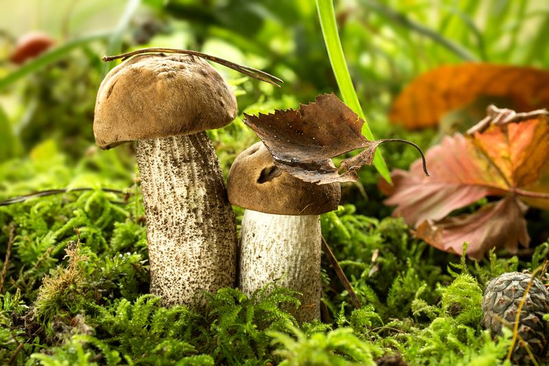 природа, лес, грибы, подберезовики, боровички, подосиновики Грибной сезон открыт, молодое поколение.photo preview