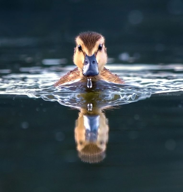 утенок Юный пловецphoto preview