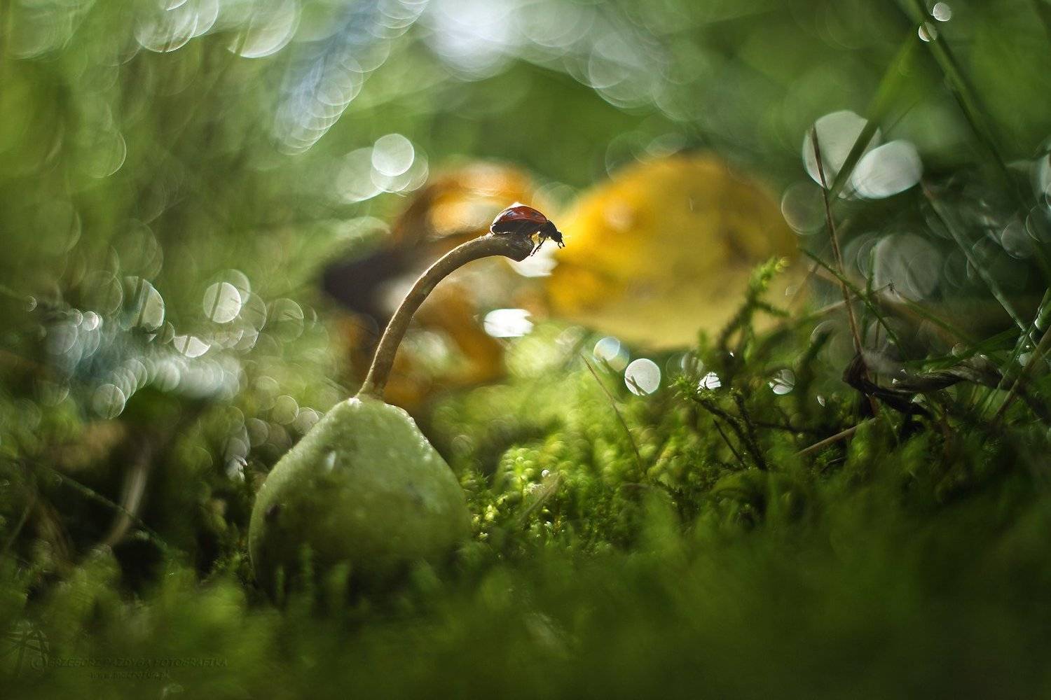 Ladybug. Автор: Grzegorz macrofun Pazdyga , Grzegorz macrofun Pazdyga