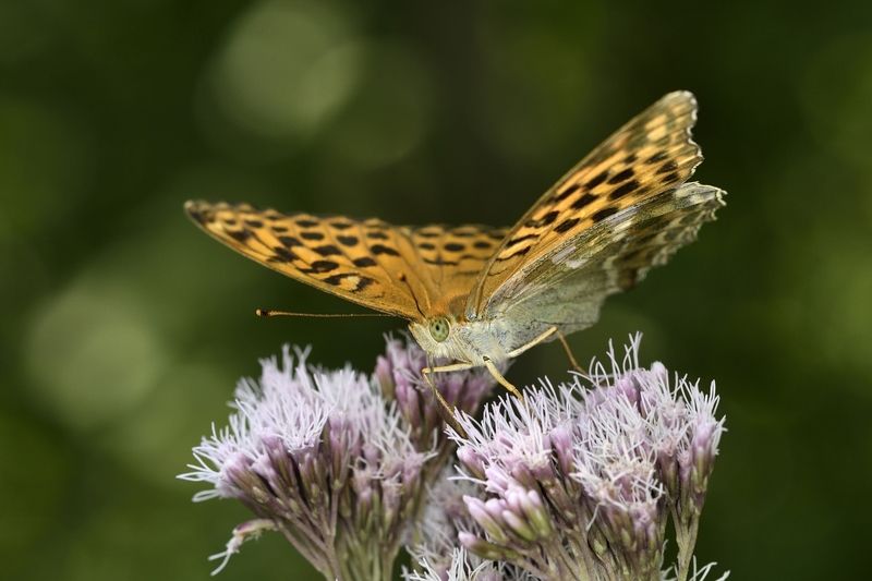 бабочка butterfly бабочкаphoto preview