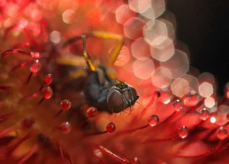 росянка, мушха «Если рассудок и жизнь дороги Вам, держитесь подальше от торфяных болот» (Конан Дойл,photo preview