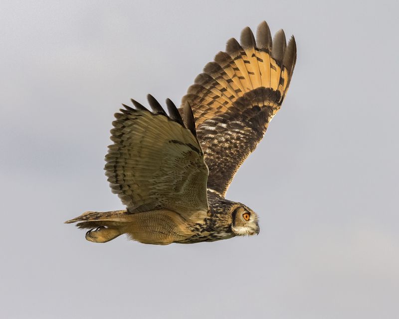 Indian Eagle Owlphoto preview