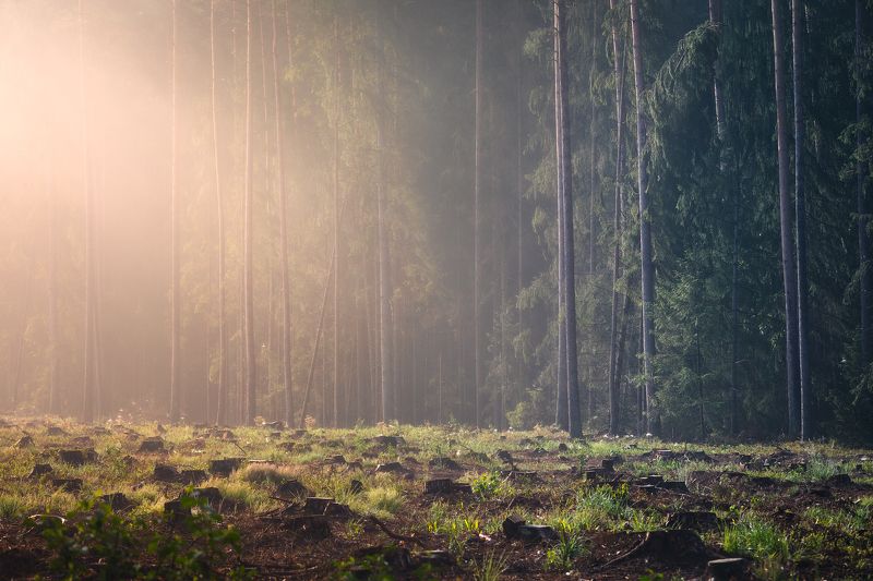 poland podlasie woods sunrise trees outdoor summer mood mist fog Tha Last Day...photo preview