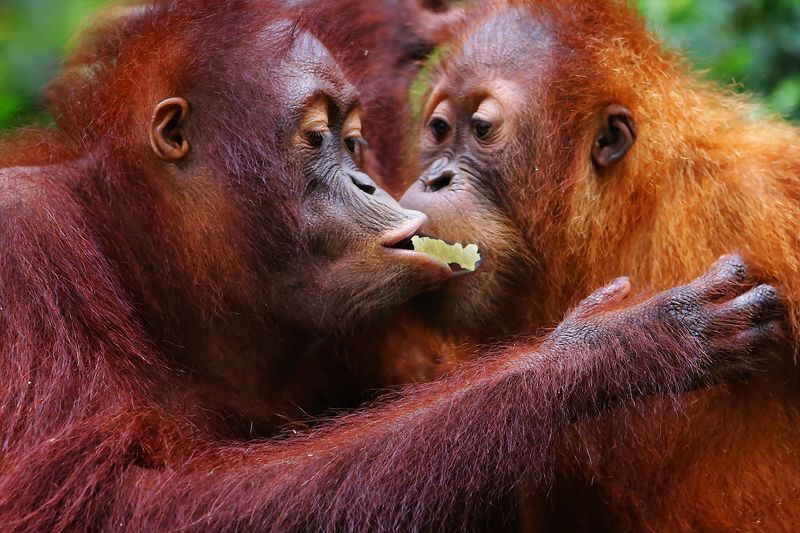 орангутанг, обезьяна, общение, внимание, диалог Угостить любимуюphoto preview