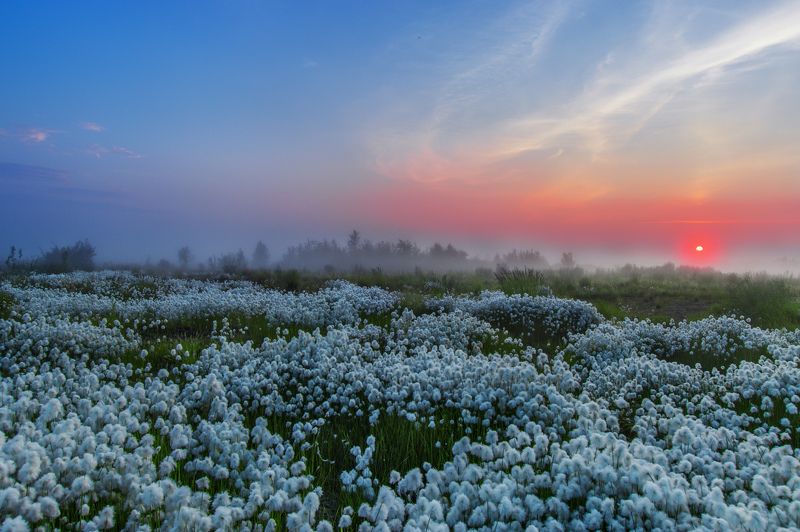 ямал ,природа ,рассвет , пушица ,салехард , пейзаж \