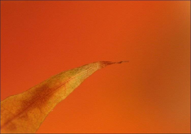 осень, ярко, лист, клен, Lelya