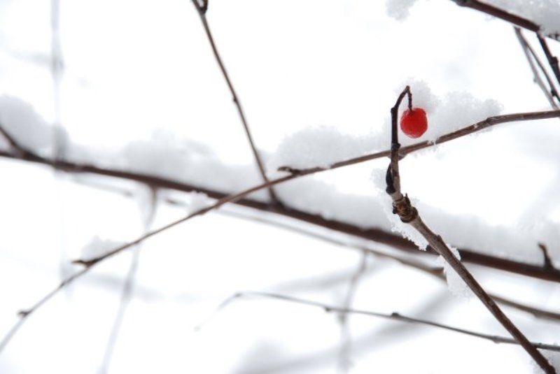 снег, ягода, ветка почти японский мотивphoto preview