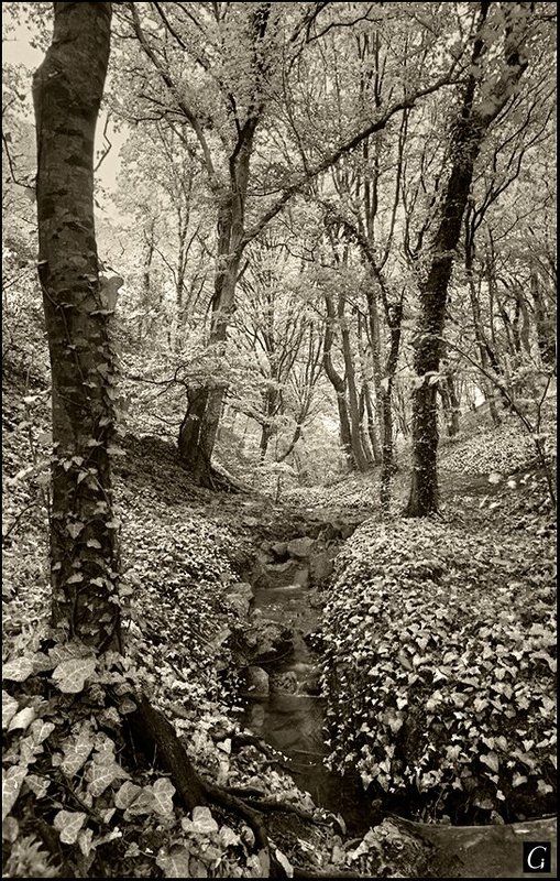 утриш, ущелье, осень, деревья, ручей Сонное ущелье.photo preview