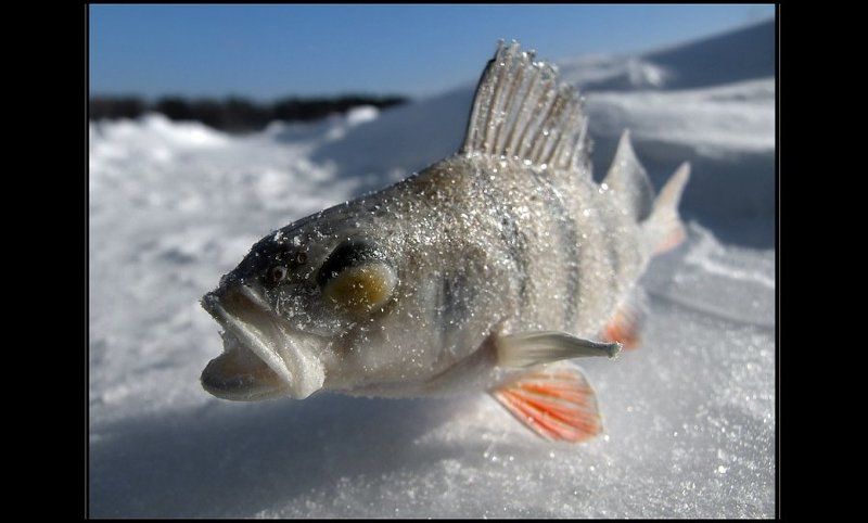 окунь, рыбалка Подмёрзшая модель :)photo preview