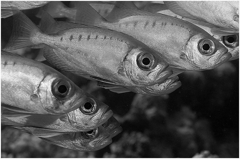 Живое сереброphoto preview