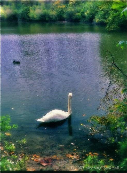 Alone again.... Автор: Pilgrim природа, пленка, средний формат, броника, bronica, pilgrim, Pilgrim