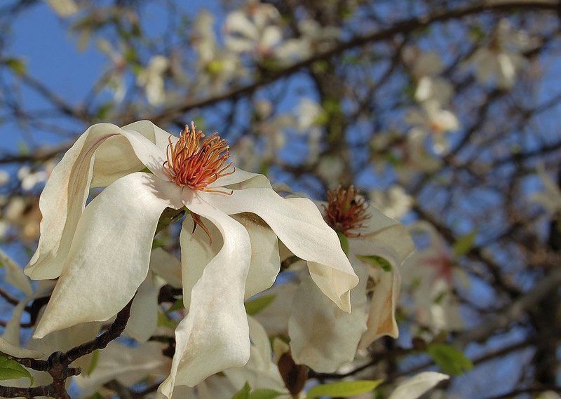 магнолия, болгария, весна, цветок О зрелой красоте и красоте зрелости.photo preview