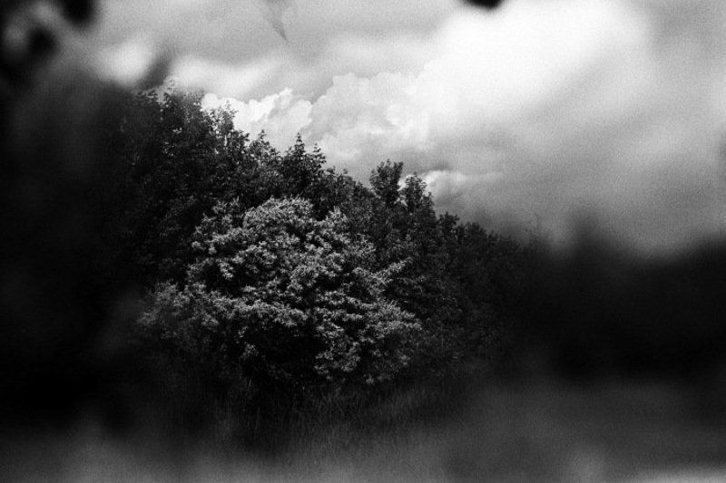 облако в кустахphoto preview