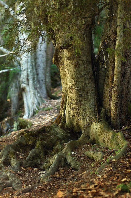 кавказ, домбай,лес ***photo preview