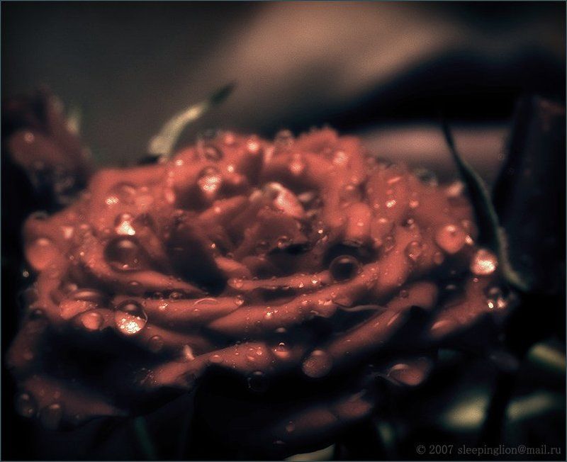 pilgrim, жанр, тонирование The Passion... of flowers фото превью