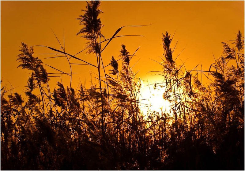 солнце, камыш, закат Солнце закат фото превью