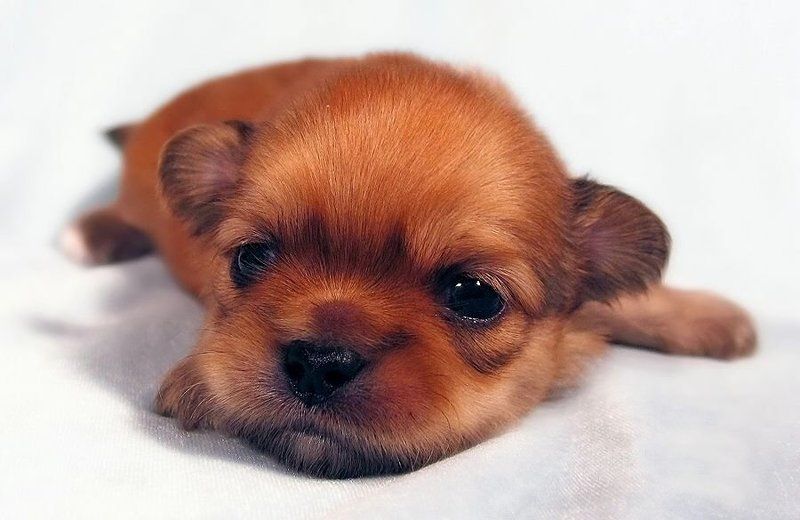 Когда я стану великаном... фото превью