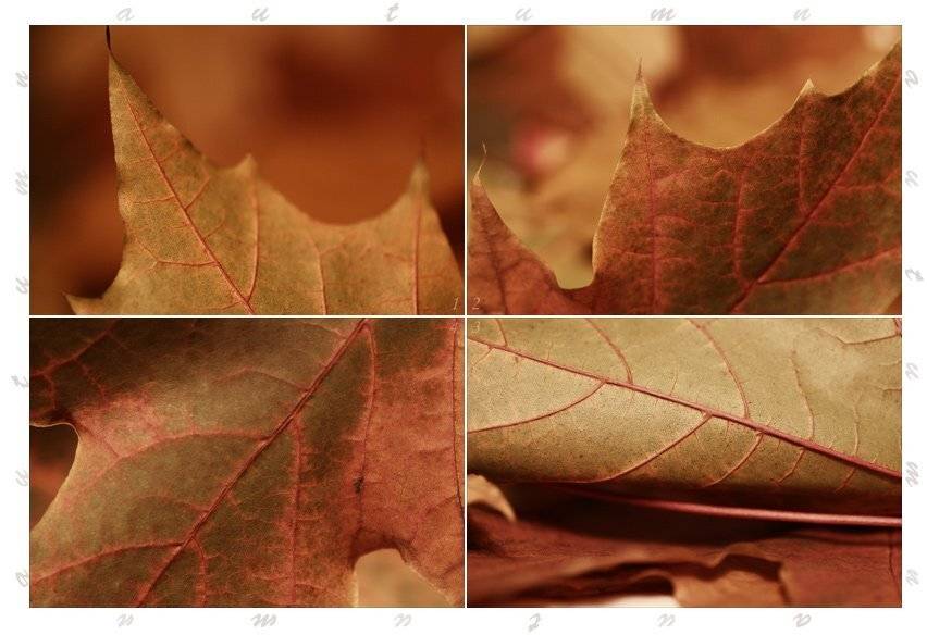 осень, цвета, лист, клен, Lelya