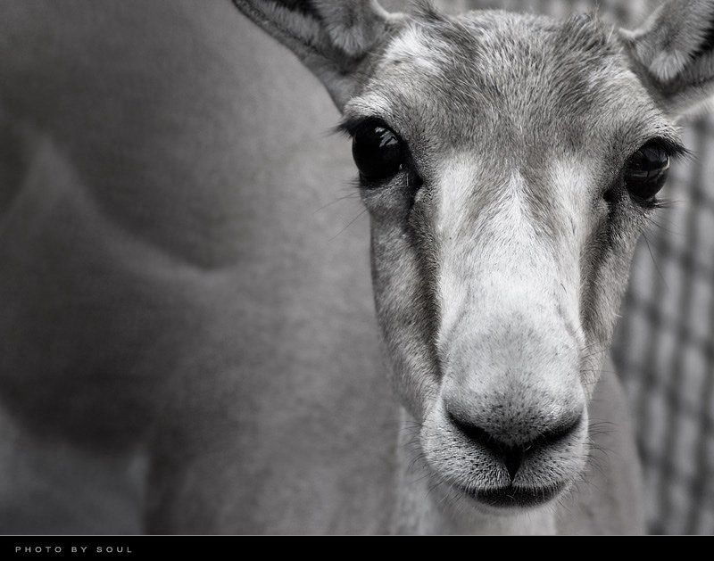 взаперти photo preview