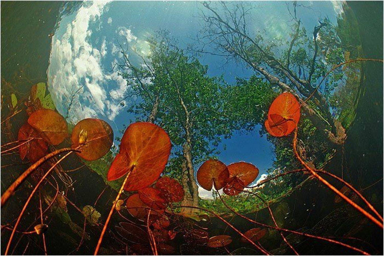 подводное фото, Oleg Vorotnikov