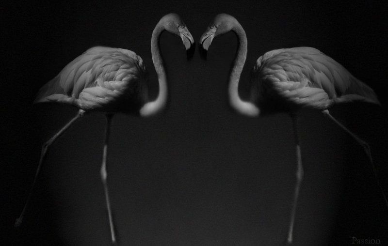 Любовьphoto preview